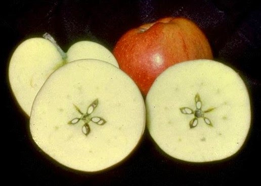 On the Exaltation of Mars – Chapter 4.6 – Venus and the Star of&nbsp;Bethlehem